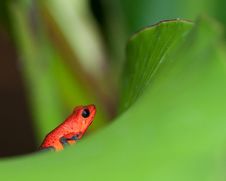 Blue Jeans Frog Stock Photo Blue Jeans Frog Stock Photo