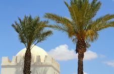 Moroccan Palms Stock Image Moroccan Palms Stock Image