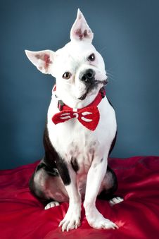 Handsome Boston Terrier Royalty Free Stock Images