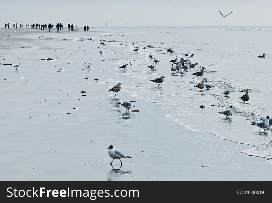 Wader on the beach at Ording (Deutschland)