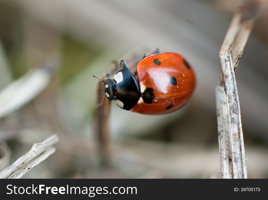 Closeup of a red spotted ladybug (Coccinellidae). Closeup of a red spotted ladybug (Coccinellidae).