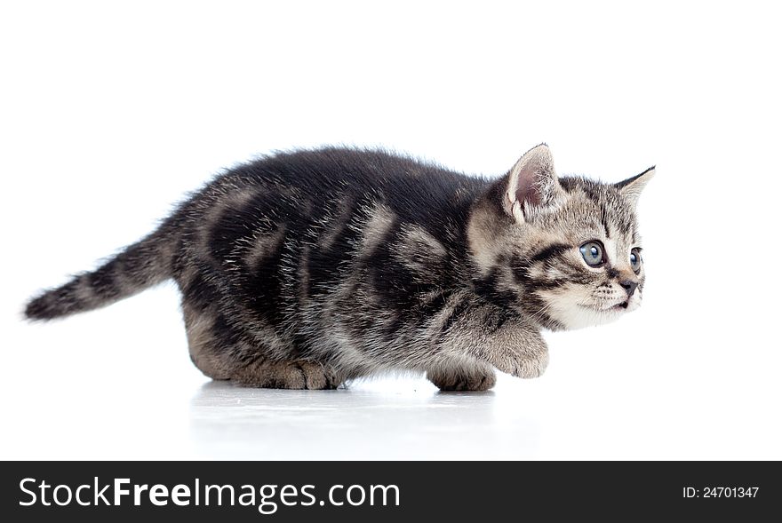 Black Scottish kitten slinks on white background