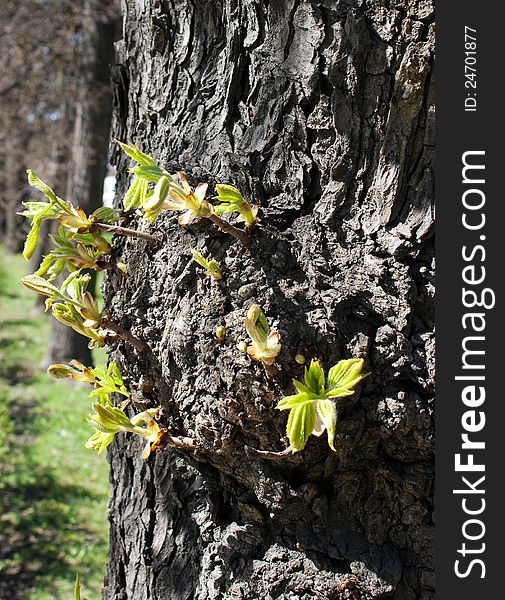 First New Leaves On The Tree In Spring