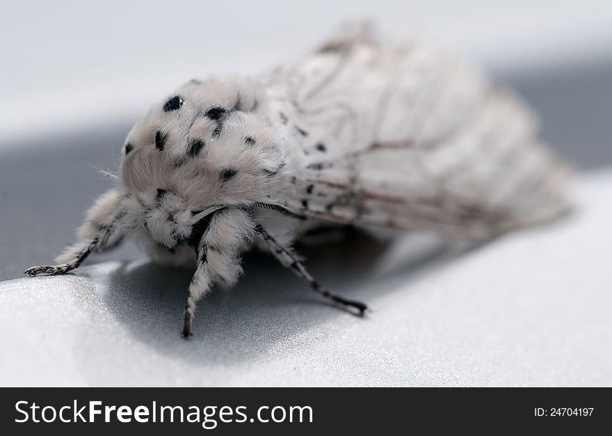 Puss Moth (Cerura vinula) photographed on my car