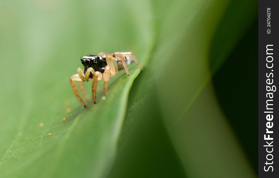 Close-up of very small spider on Costa Rica. Close-up of very small spider on Costa Rica