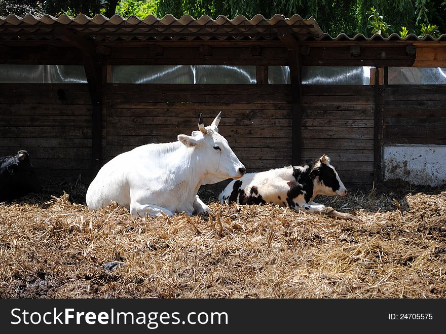 White and black cows  in a cowshed, concept of captivity