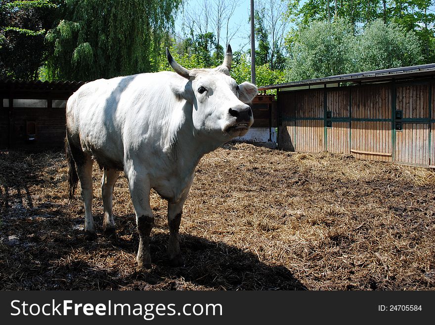 White cow in a cowshed, concept of captivity