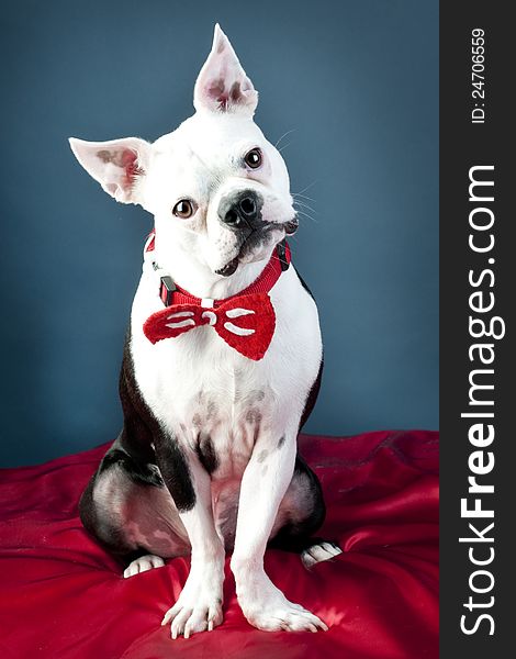 Boston Terrier wearing bow tie posing for picture. Boston Terrier wearing bow tie posing for picture