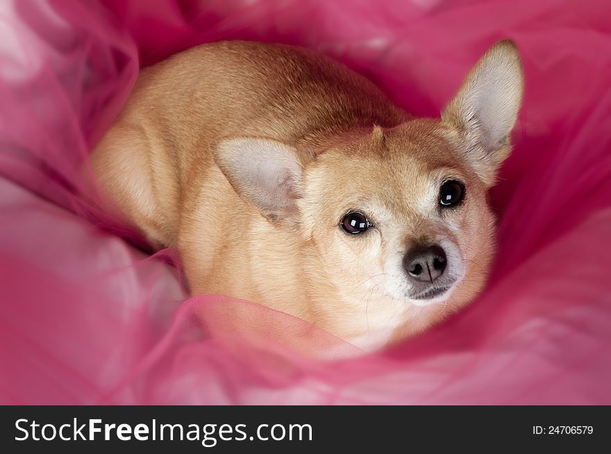 Cute little Chihuaha dog lying on pink tulle. Cute little Chihuaha dog lying on pink tulle.