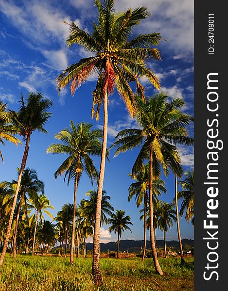The blue sky and coconut palm is agricultural way of life in Asia