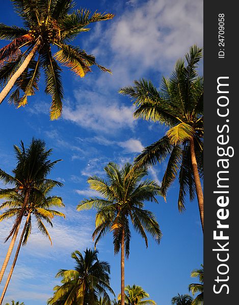 The blue sky and coconut palm is agricultural way of life in Asia