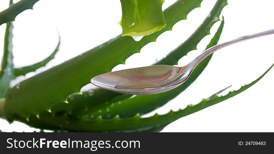 Drop of the aloe leaf is dripping into the spoon against a background of scarlet sheets