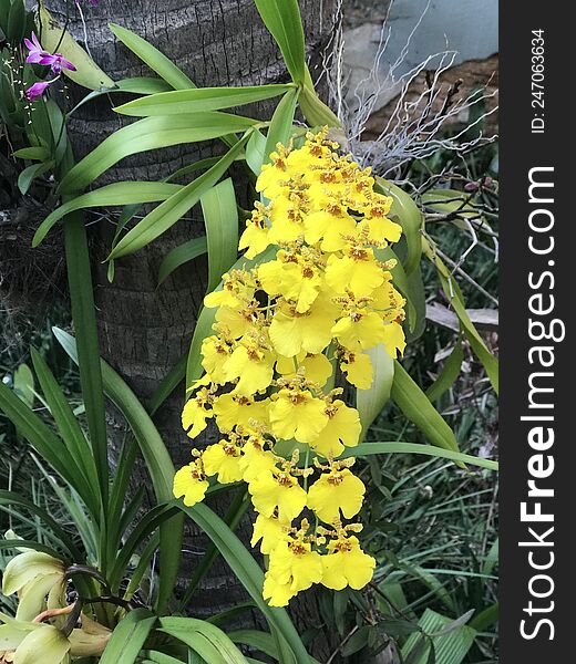 Yellow orchid blooming in a garden in Brazil