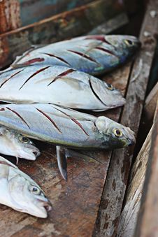 Cleaning The Fresh Catch Royalty Free Stock Image Cleaning The Fresh Catch Royalty Free Stock Image