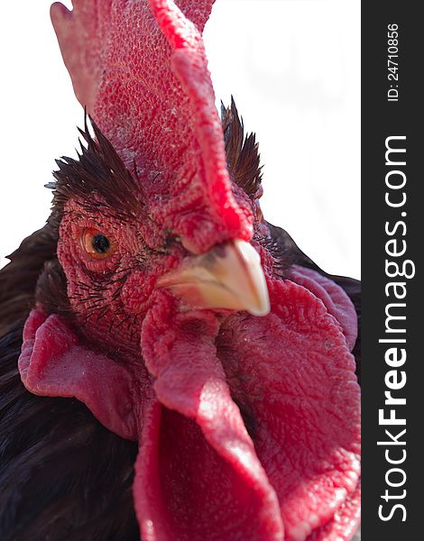 Portrait of fighting cock, isolated on white