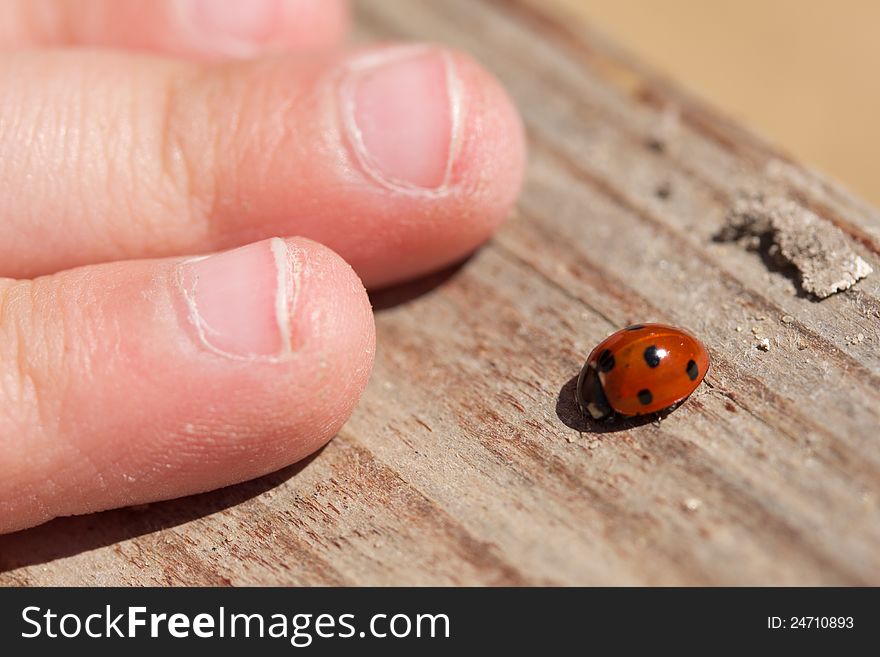 Ladybug and children's hand on the sunny bench. Ladybug and children's hand on the sunny bench