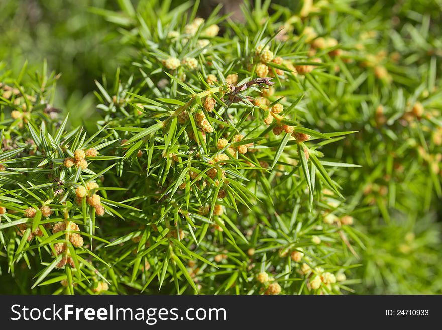Green juniper branches with cones. Green juniper branches with cones