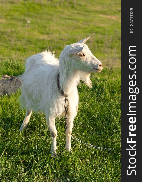 Grazing goat in a sunny meadow