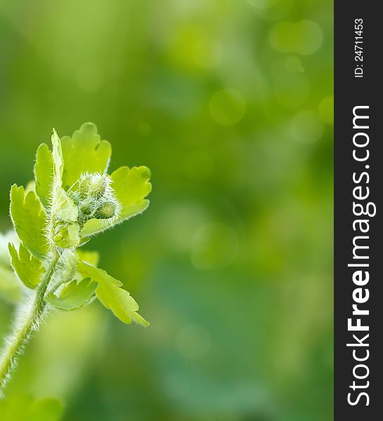 Green spring background with shallow focus