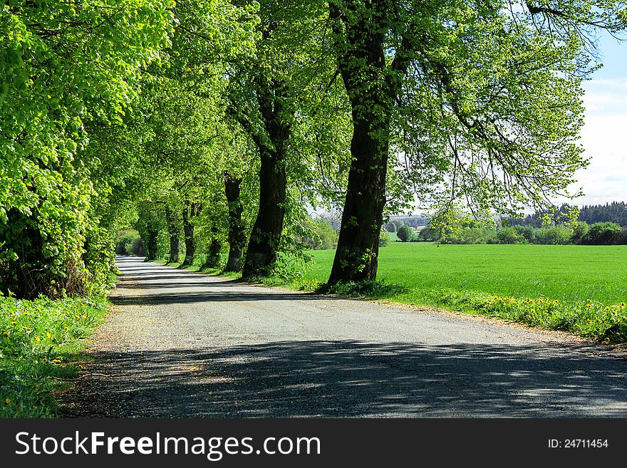 Old country road with line of trees