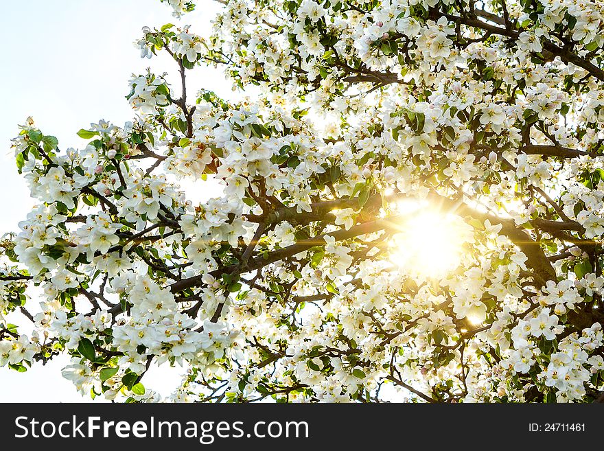 Blossoming Spring Tree With Sun Beam