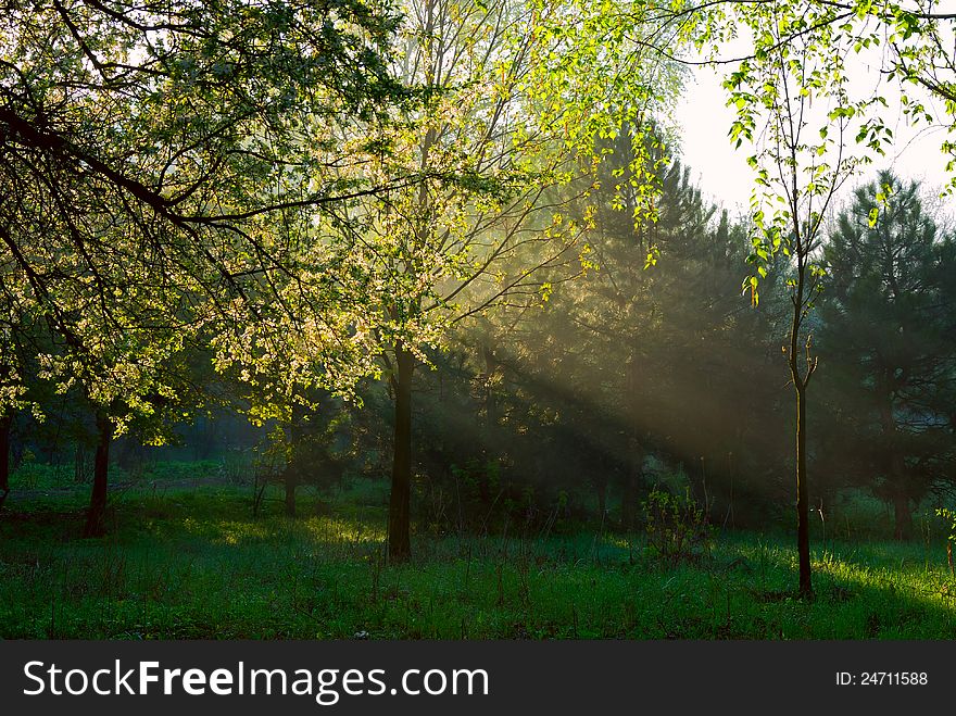 Sun rays shining through branches of trees