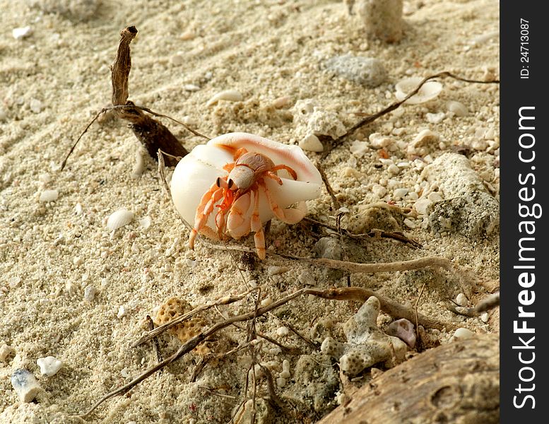 Small hermit crab in natural environment on sand beach background