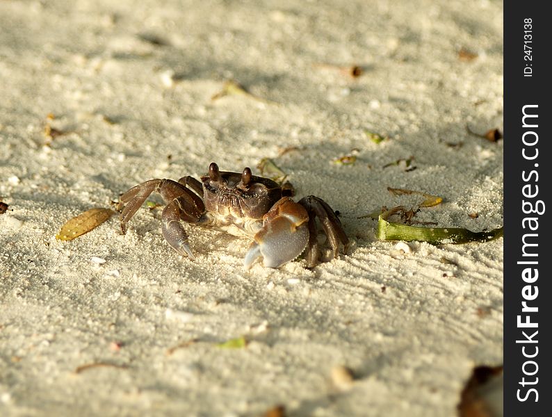 Large Dark Sand Crab Looking Up