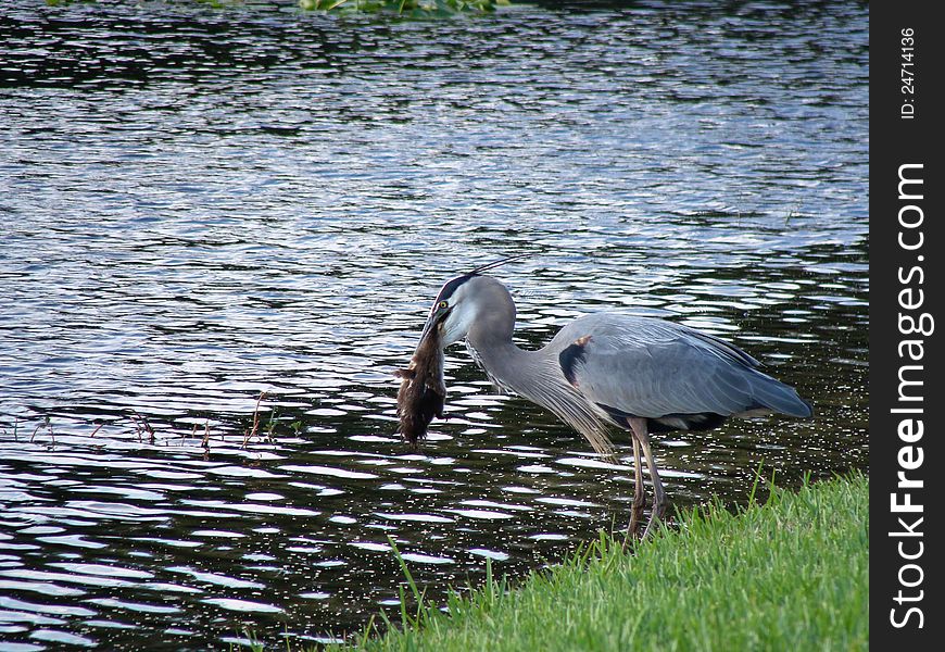 Heron With Duck