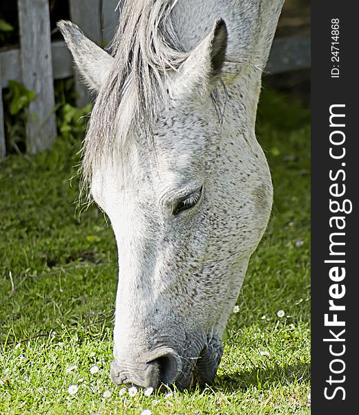 Gray Horse Grazing On Grass With Daisies