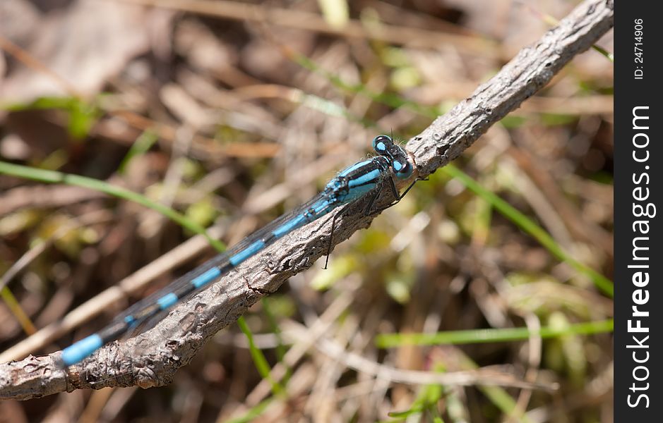 Small blue dragonfly on a branch close up