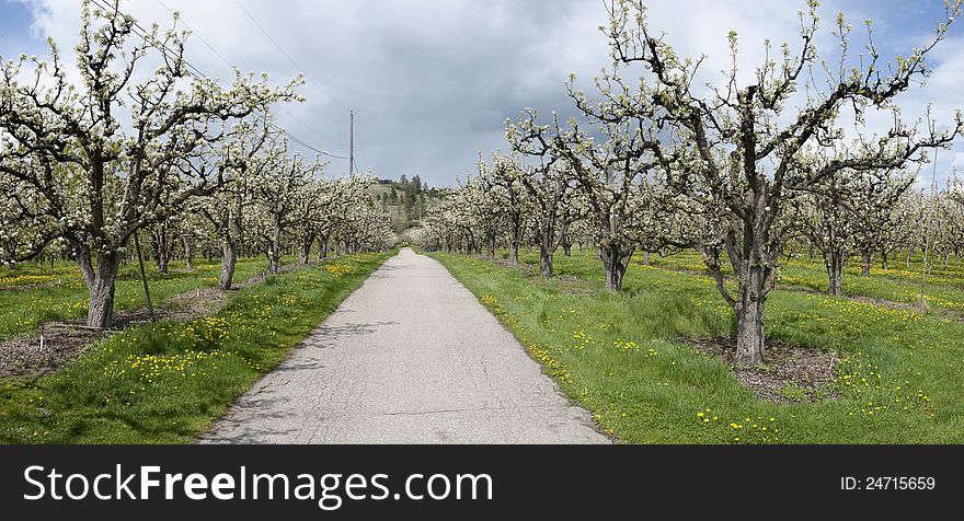 Roadway passing through a cherry orchard. Roadway passing through a cherry orchard.
