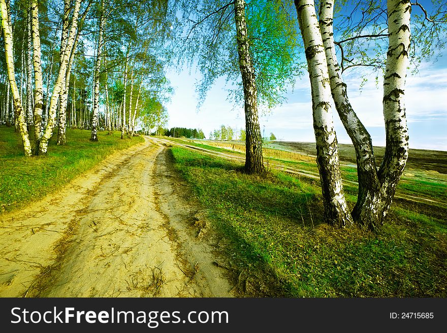 Birch forest in sunlight in the morning. Birch forest in sunlight in the morning