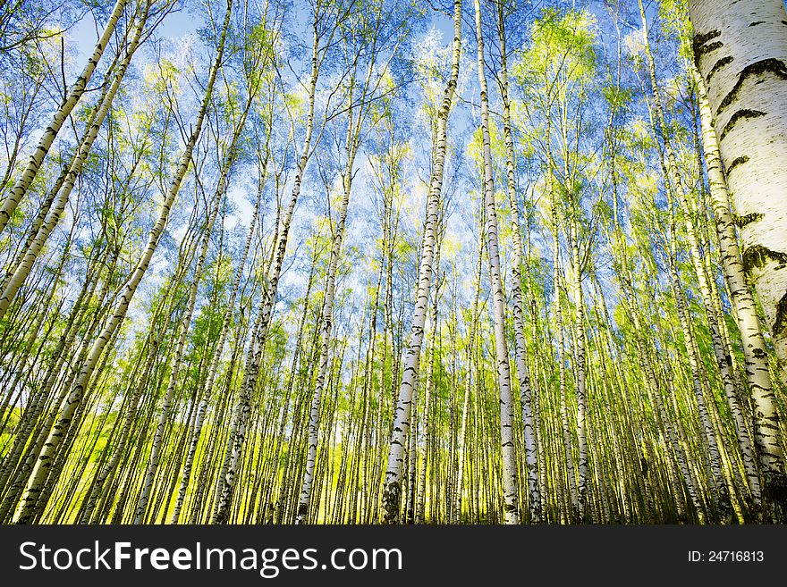 Birch forest in sunlight in the morning. Birch forest in sunlight in the morning