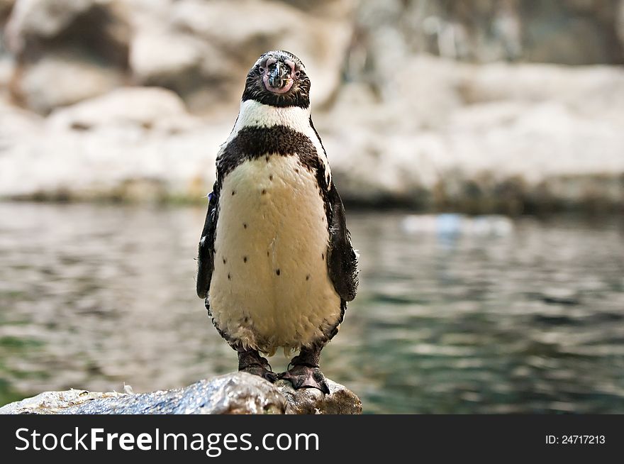 Portrait of a single penguin in front of pool