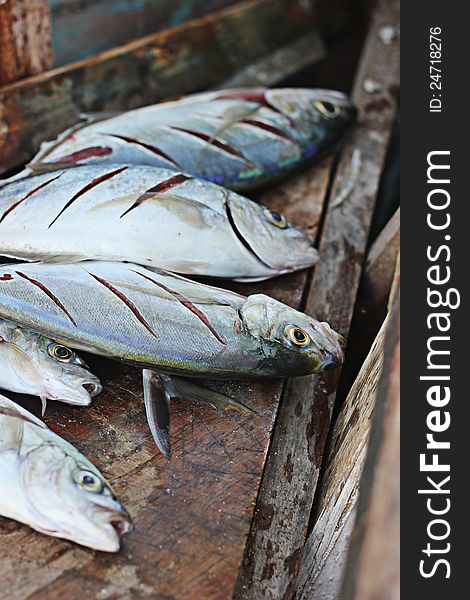 Cleaning the fresh catch of mackerel on the beach