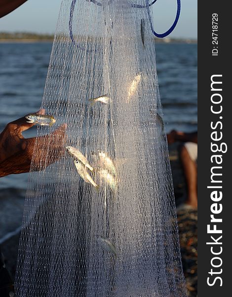 Saldinas fishing with fishing net in the estuary of the river soco. Saldinas fishing with fishing net in the estuary of the river soco