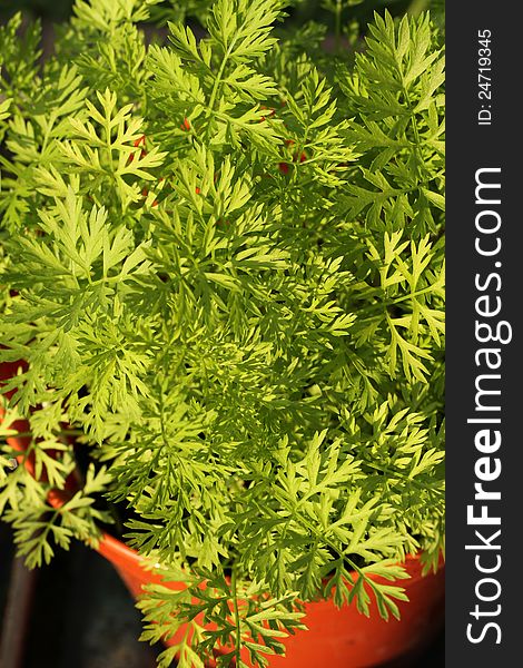 Healthy green carrot foliage in an orange pot. Healthy green carrot foliage in an orange pot