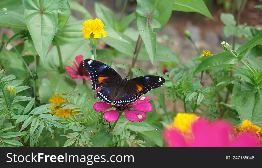 Butterfly Event At The Time Of Taking Nectar From A Flower