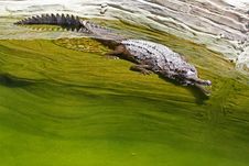 Gharial Stock Images