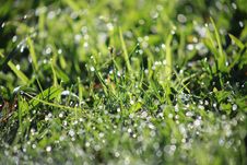 Grass With Dew, Shallow Depth Of Field Royalty Free Stock Photo Grass With Dew, Shallow Depth Of Field Royalty Free Stock Photo