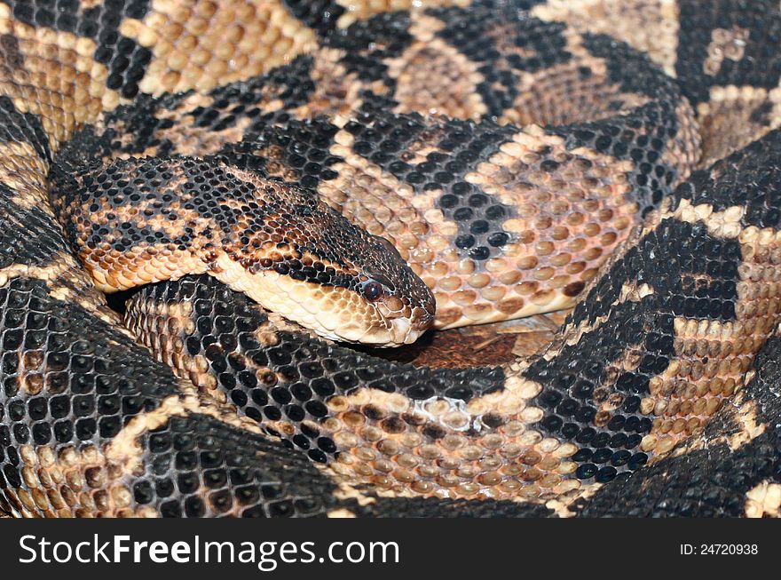 Coiled Poisonous Snake Cleverly Camouflaged. Coiled Poisonous Snake Cleverly Camouflaged