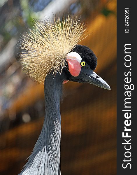 Close Up Portrait Of Spiky Head Feathered and Yellow Eyed Crane Against Colorful Background. Close Up Portrait Of Spiky Head Feathered and Yellow Eyed Crane Against Colorful Background
