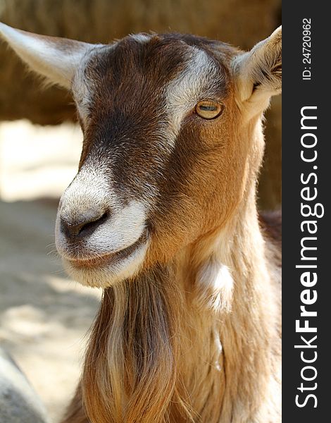 Brown And White Domestic Goat Close Up