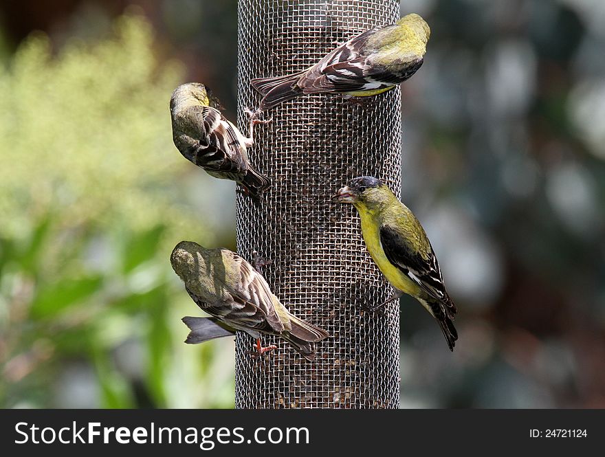 Yellow and gray birds on bird feeder. Yellow and gray birds on bird feeder