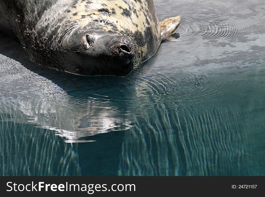 Female Seal Laying On Her Back In Shallow Water. Female Seal Laying On Her Back In Shallow Water