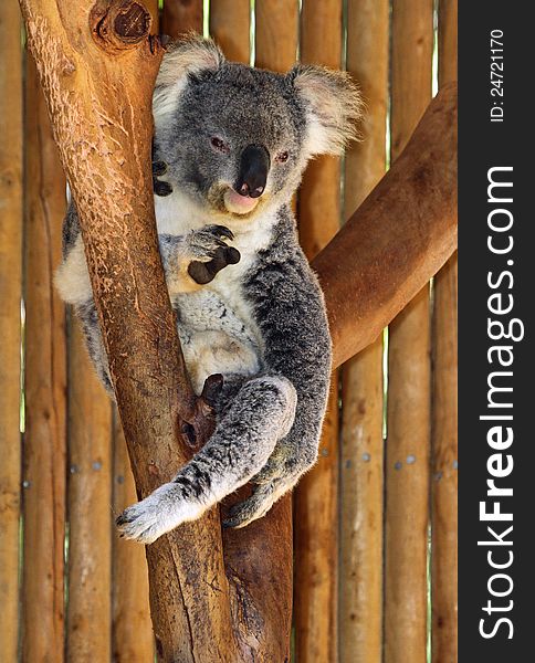 Young Koala Bear Sitting On Tree Branch Looking At Viewer