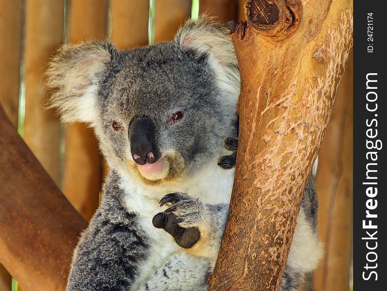 Young Koala Bear Sitting On Tree Branch Looking At Viewer