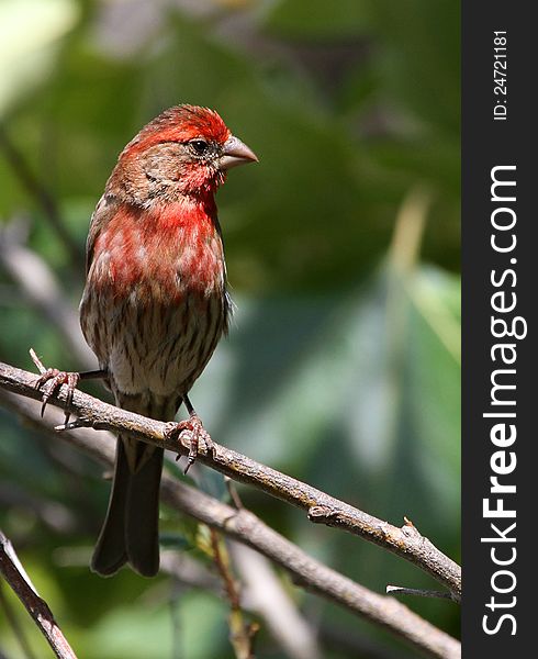 Female Bird With Red Head And Breast. Female Bird With Red Head And Breast