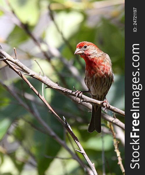 Female Bird With Red Head And Breast. Female Bird With Red Head And Breast